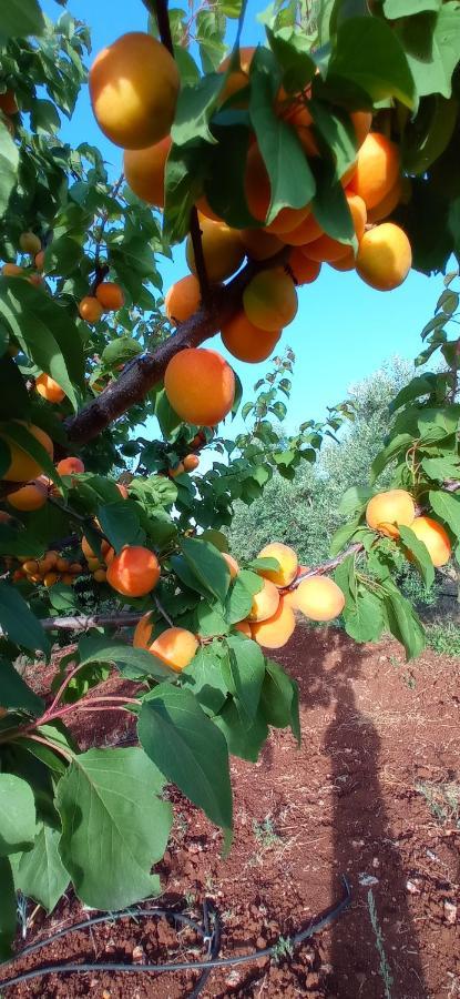 Tenuta Don Monaco - Agriturismo Santa Cesarea Terme Zewnętrze zdjęcie